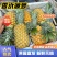【热卖推荐】云南河口香水菠萝个大甜度高量大价优可供全国