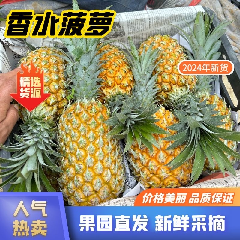 【热卖推荐】云南河口香水菠萝个大甜度高量大价优可供全国