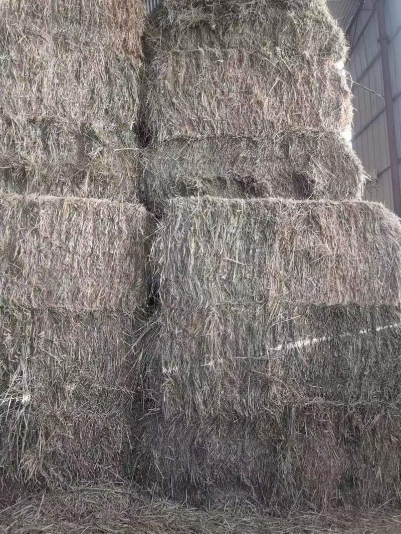 山丹军马场燕麦草大量走货量大从优服务好产品好欢迎进店