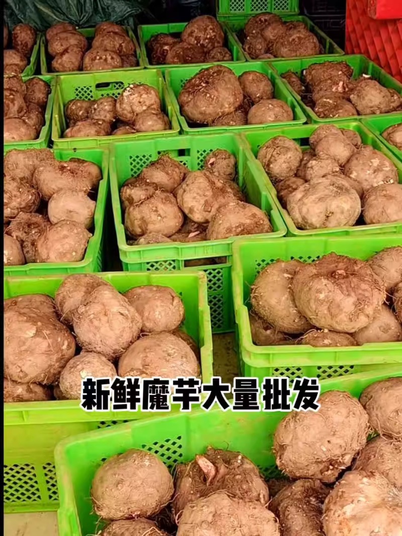 【平台力荐】魔芋鲜芋头精品芋头湖南产地直发省内包邮来电订