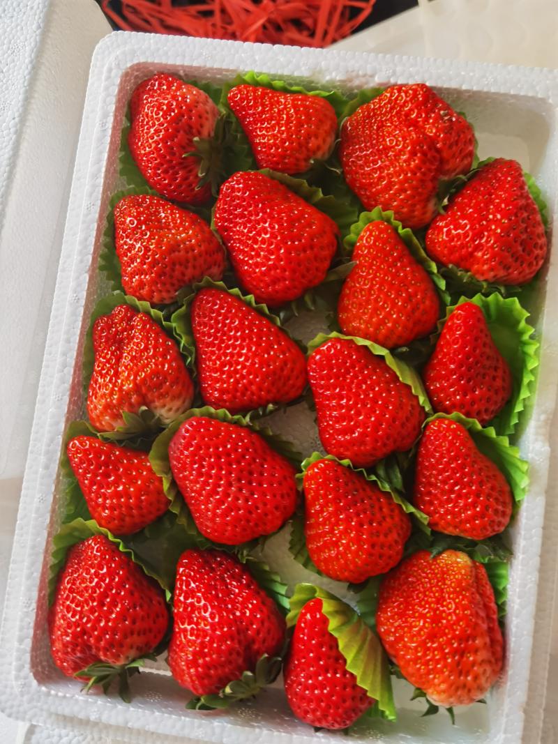 河北顺平红颜草莓，产地直发，大量有货，欢迎大家来电咨询