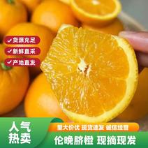【热卖橙子】伦晚脐橙广东产地直发对接全国市场规格品种齐全电联