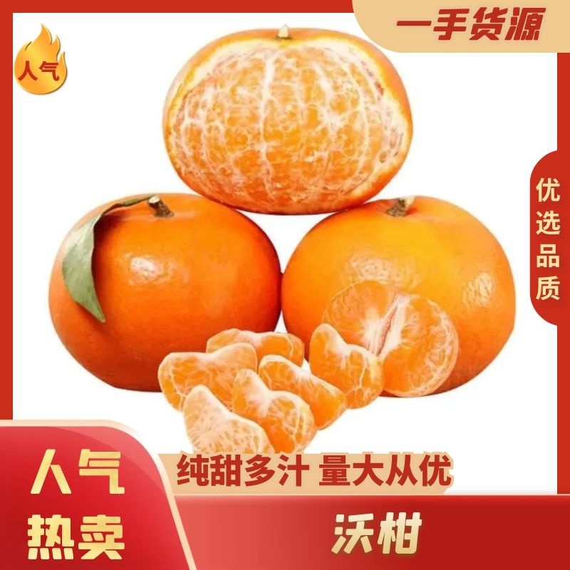 【沃柑】皇帝柑广东产地直供代发全国市场茂谷柑出货量巨大电联