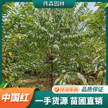 伟森园林基地直供8公分中国红樱花庭院别墅绿化树形