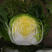 世纪春白菜种子韩国黄芯大白菜种子耐寒耐抽墓55天进口高产