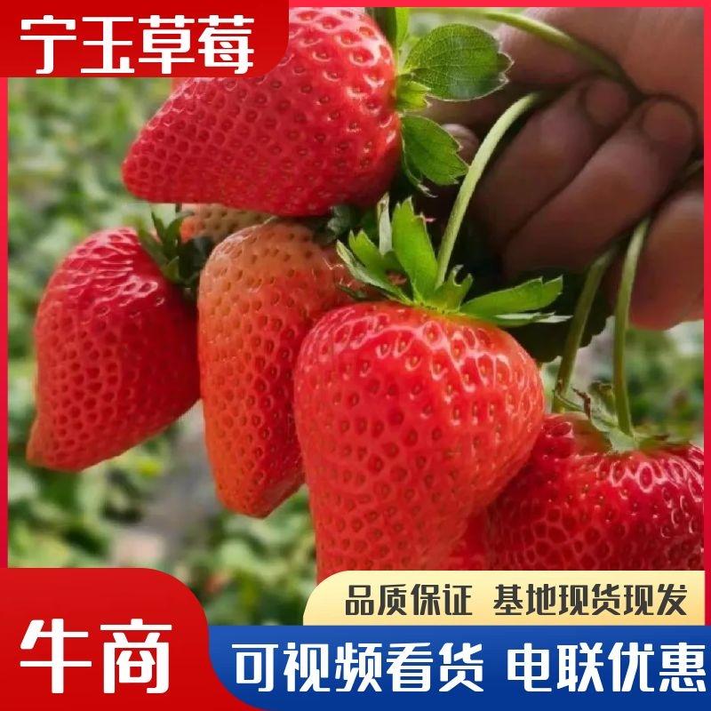 宁玉草莓江苏草莓基地现摘现发甜润可口品质优电联采购
