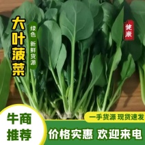 【菠菜】山东精选大棚菠菜，诚信经营，量大从优，欢迎来电