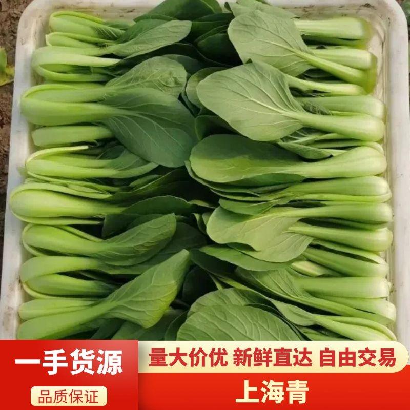 【上海青】山东曹县油菜，产地一手货源，品质保证，量大从优
