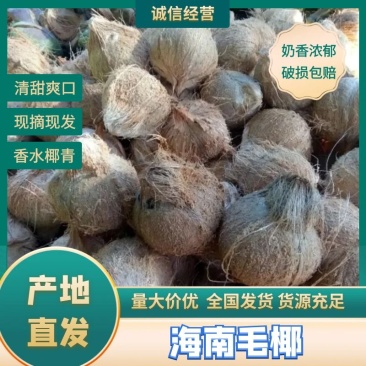 【毛椰】越南毛椰大量出口对接市场电商产地一手货源电联优惠