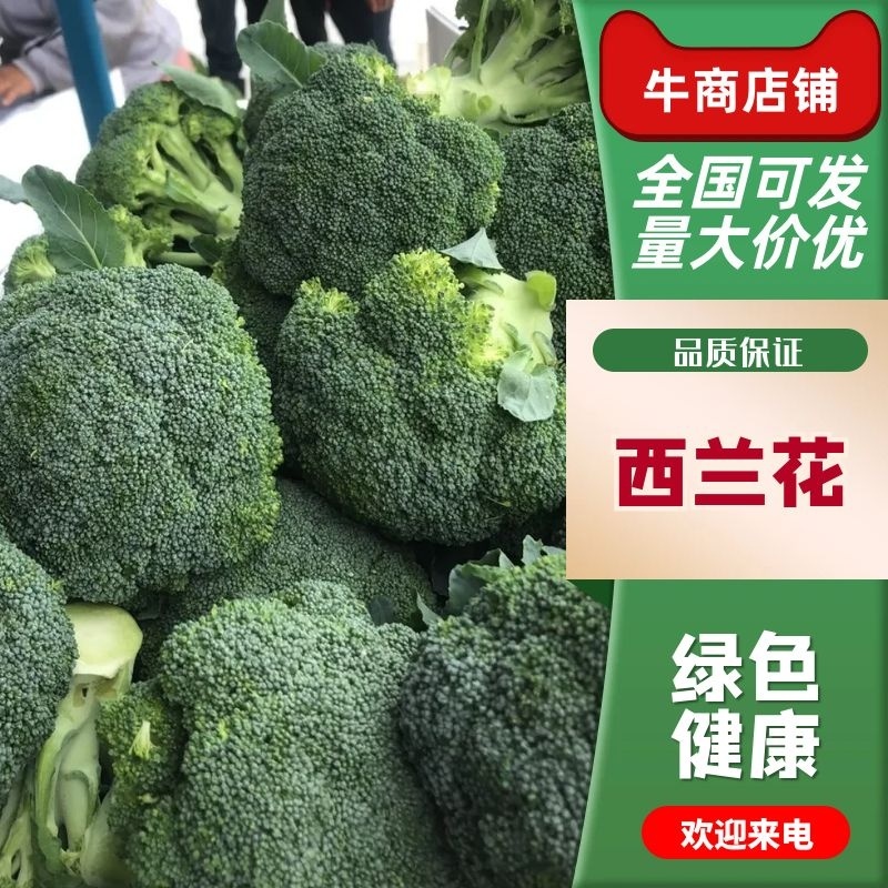 宁夏西兰花大量上市，价格优惠，品质保证欢迎咨询