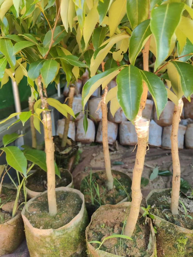 高州白糖罂荔枝苗品质保证产地直发可视频看货欢迎咨询