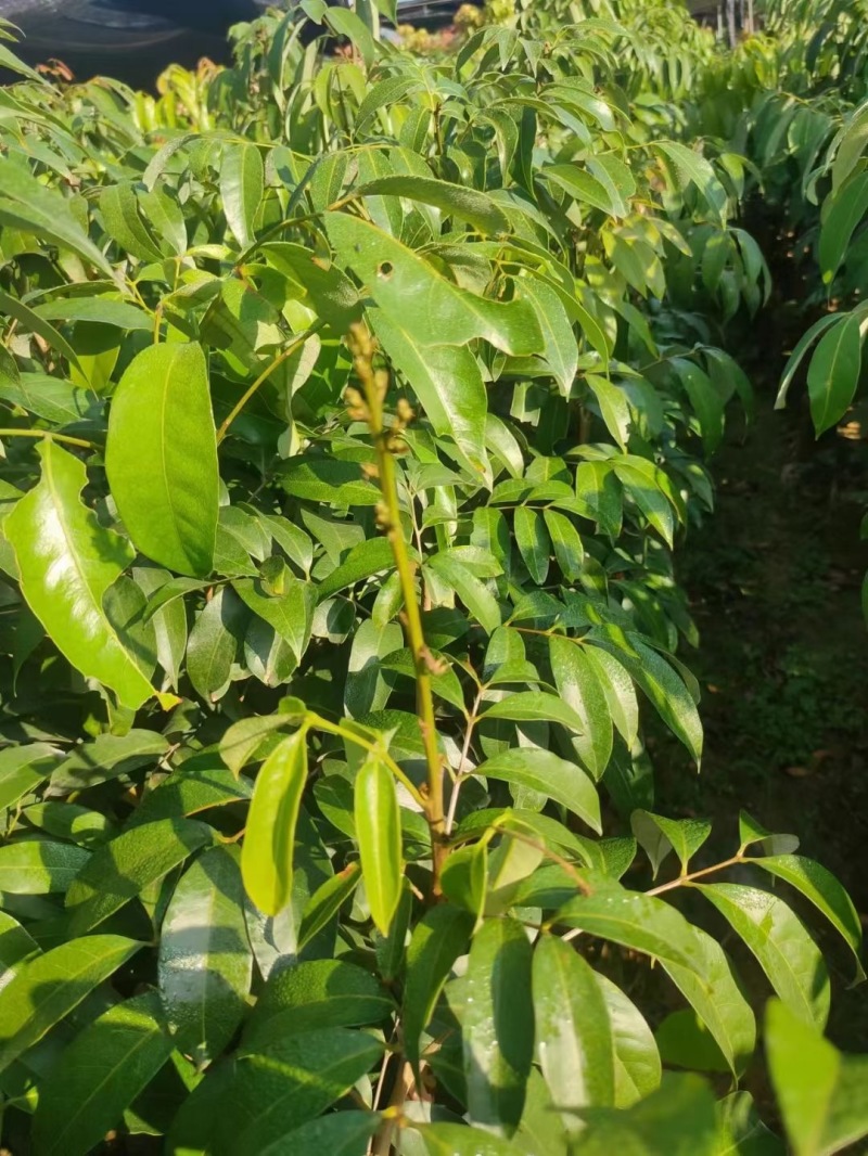 高州白糖罂荔枝苗品质保证产地直发可视频看货欢迎咨询