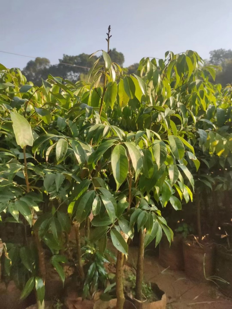 高州白糖罂荔枝苗品质保证产地直发可视频看货欢迎咨询