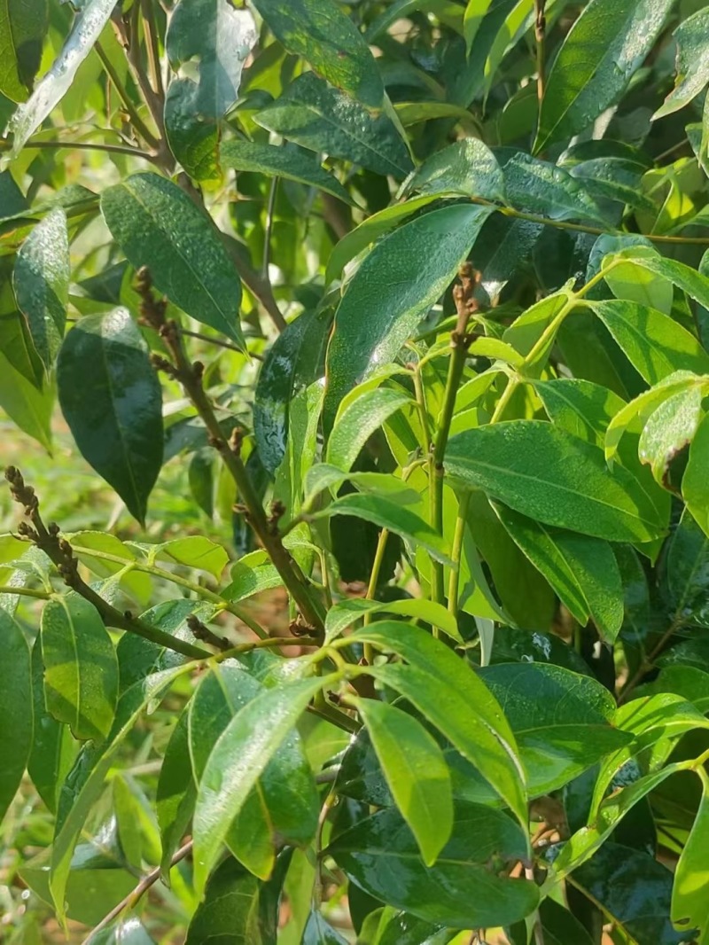 高州白糖罂荔枝苗品质保证产地直发可视频看货欢迎咨询