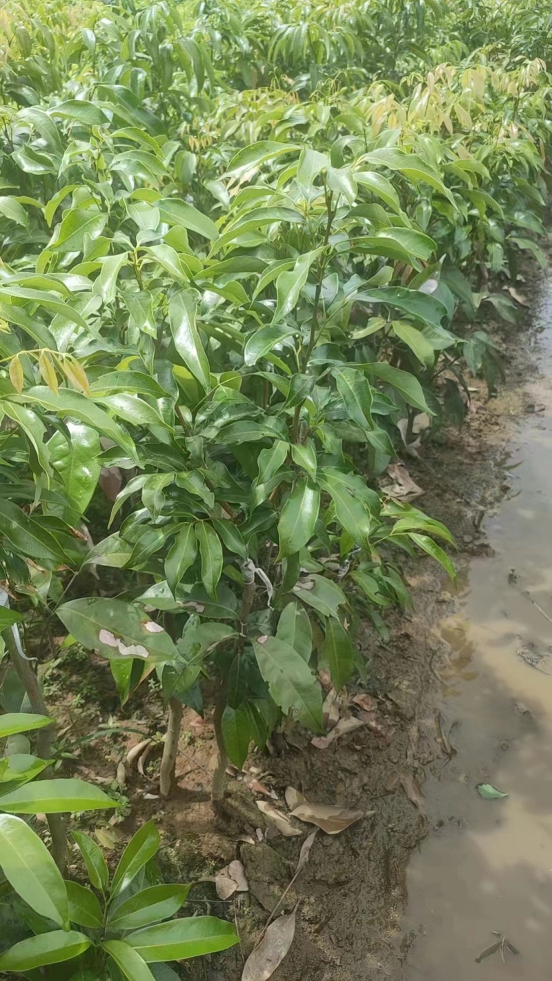 高州白糖罂荔枝苗品质保证产地直发可视频看货欢迎咨询