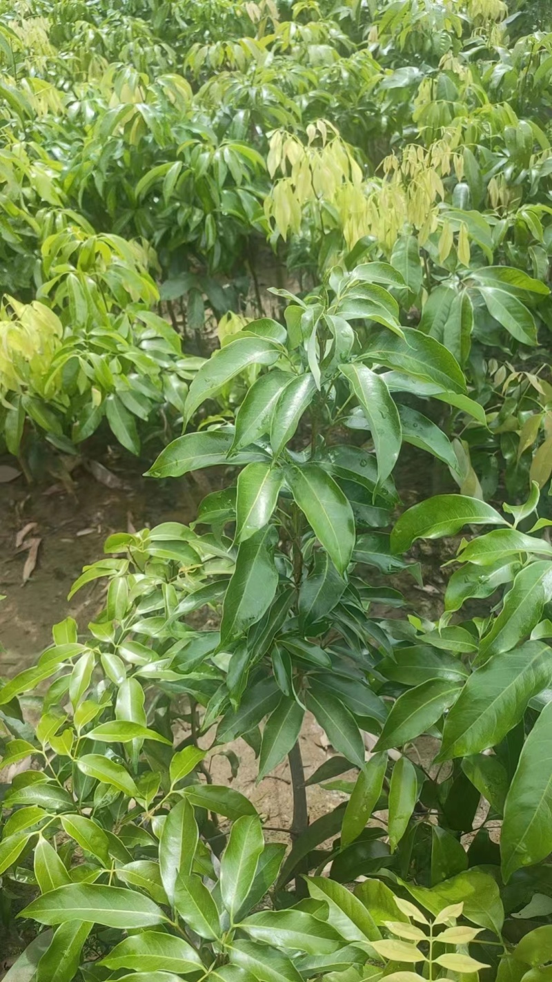高州白糖罂荔枝苗品质保证产地直发可视频看货欢迎咨询