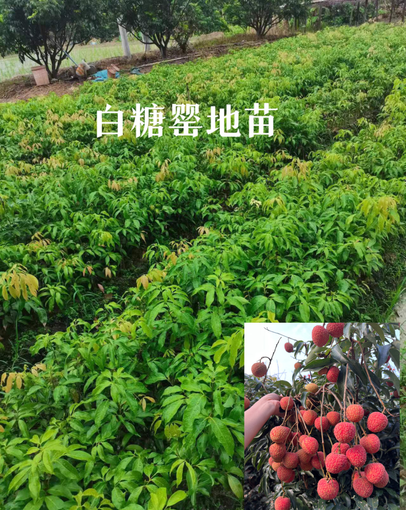 高州白糖罂荔枝苗品质保证产地直发可视频看货欢迎咨询