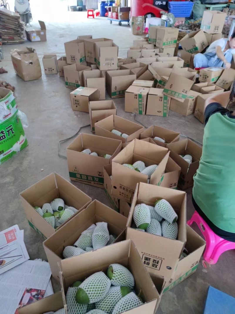 高州脆青芒果品质保证产地直发可视频看货欢迎咨询