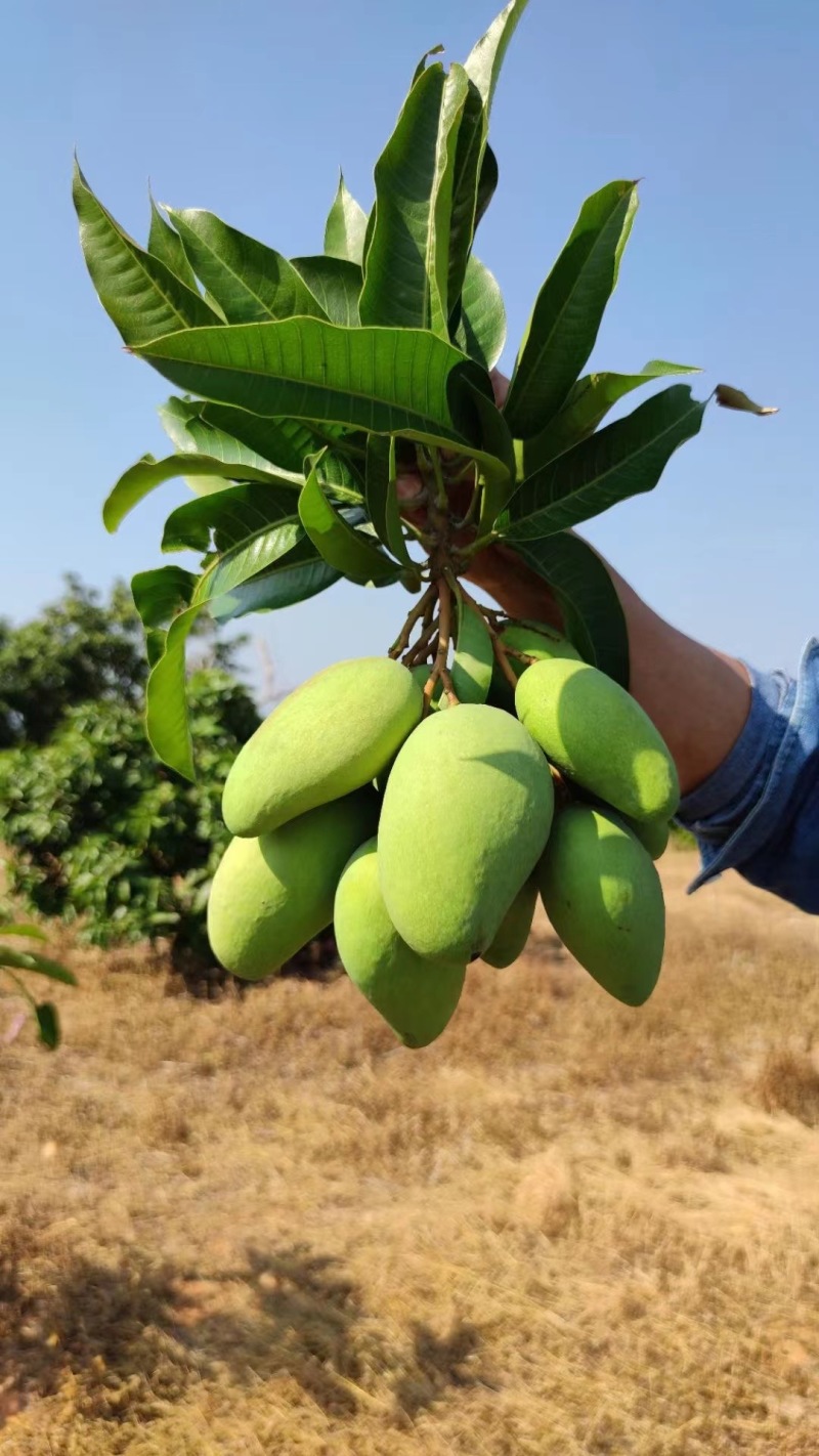 高州脆青芒果品质保证产地直发可视频看货欢迎咨询