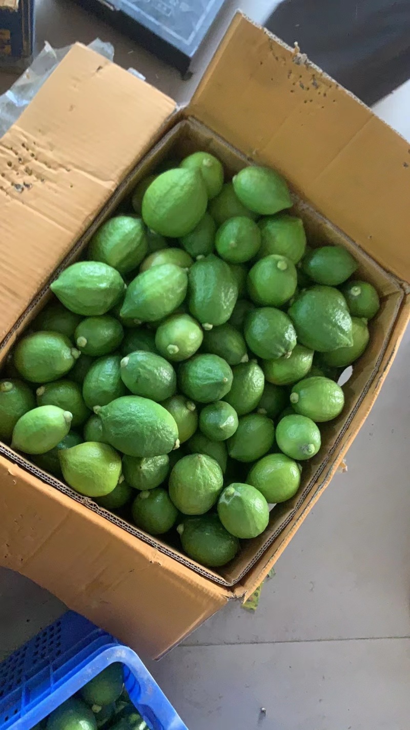 香水柠檬品质保证产地直发可视频看货欢迎咨询