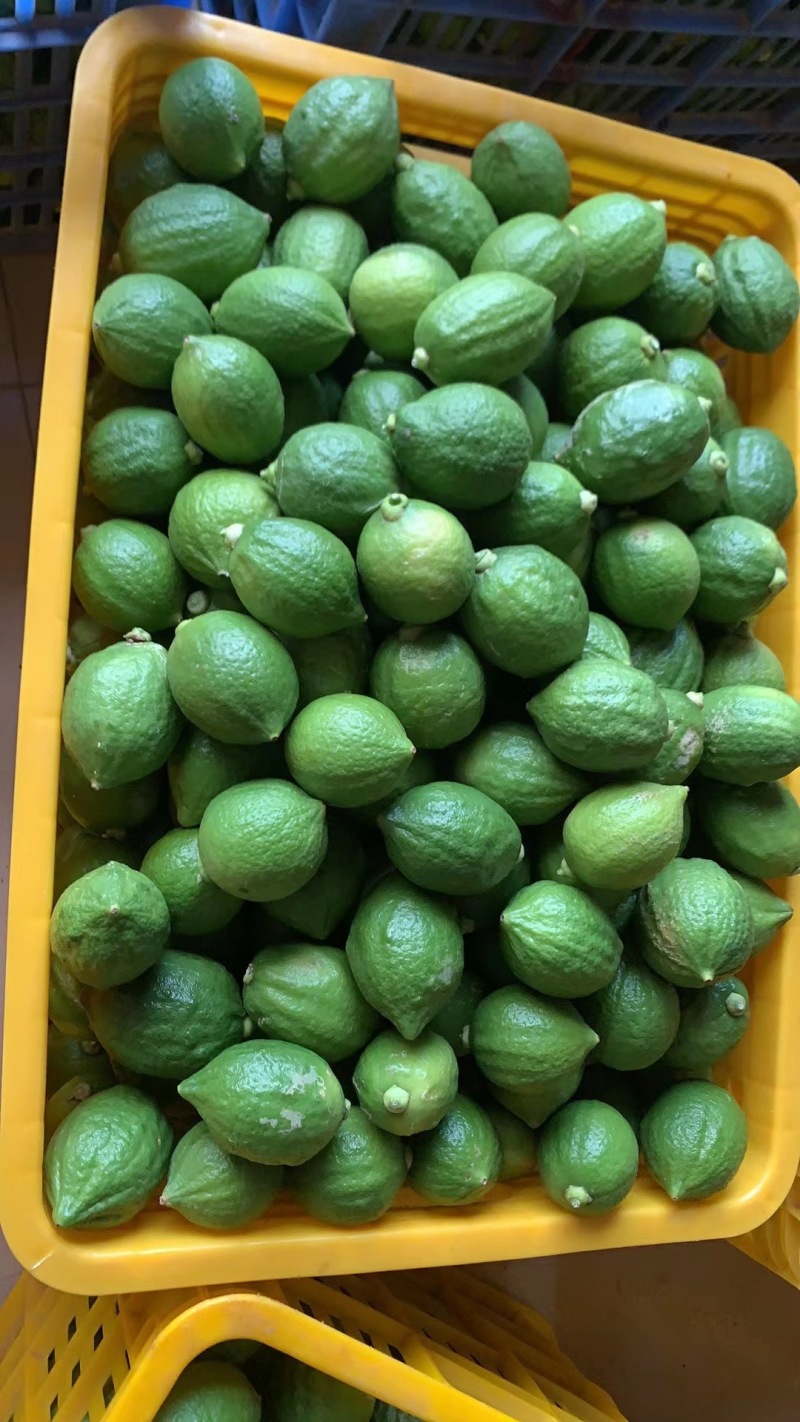 香水柠檬品质保证产地直发可视频看货欢迎咨询