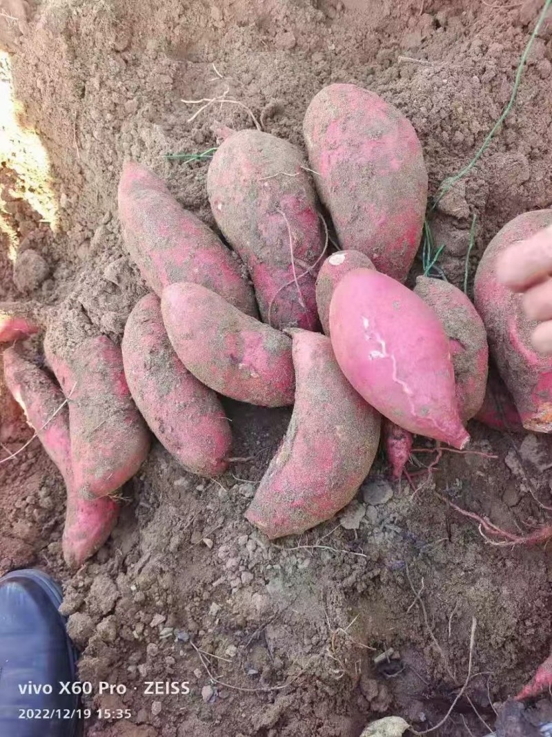 西瓜红番薯品质保证产地直发可视频看货欢迎咨询