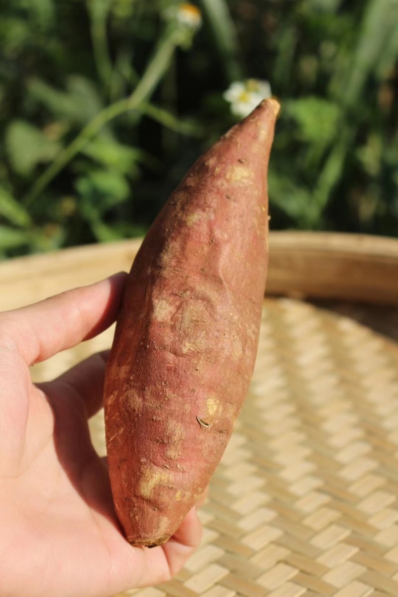 西瓜红番薯品质保证产地直发可视频看货欢迎咨询