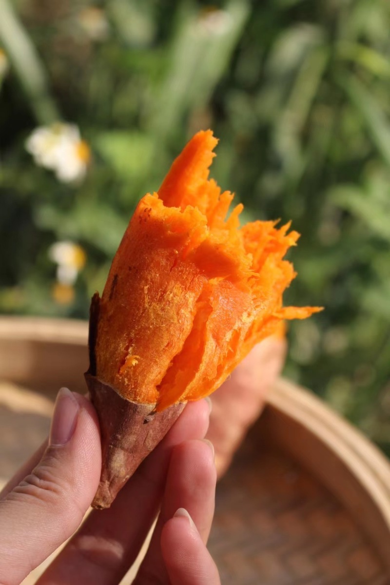 西瓜红番薯品质保证产地直发可视频看货欢迎咨询