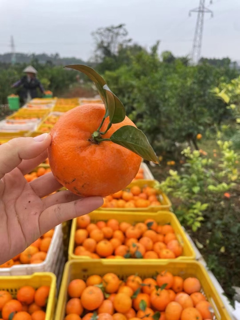 广西沃柑品质保证产地直发可视频看货欢迎咨询