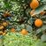 【精品】秭归纽荷尔脐橙，产地直发货量充足自家果园