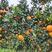 【精品】秭归纽荷尔脐橙，产地直发货量充足自家果园