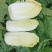 白菜，大白菜黄心白菜大量上市全国发货