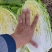 白菜，大白菜黄心白菜大量上市全国发货