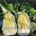 白菜，大白菜黄心白菜大量上市全国发货