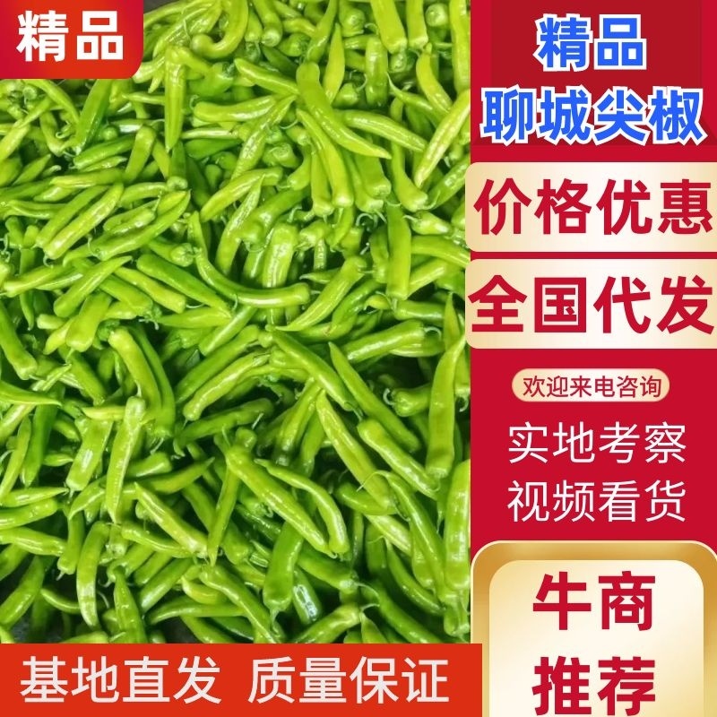 【精品】山东聊城尖椒全国发货原产地一手货源价格优惠