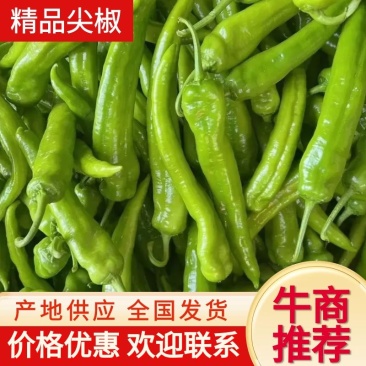 山东精品尖椒辣椒，大量供应现货现发，量大价优，品质保证