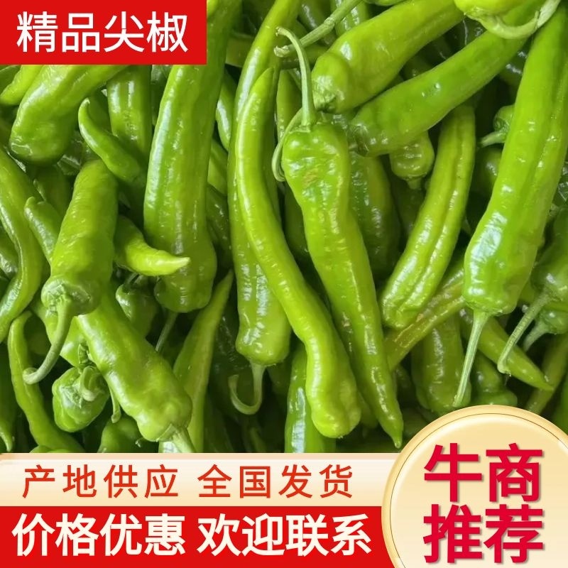 山东精品尖椒辣椒，大量供应现货现发，量大价优，品质保证