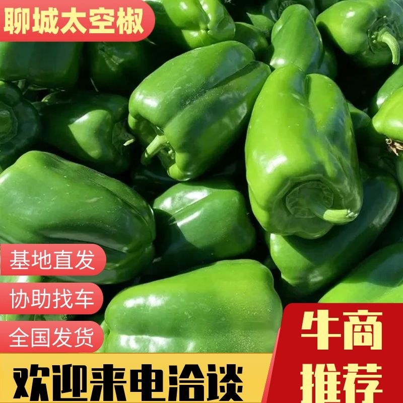 【精品】山东莘县精品太空椒大量有货产地供应价格优惠