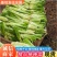 四川荠菜野菜棒棒菜现挖现卖随到随装一条龙服务