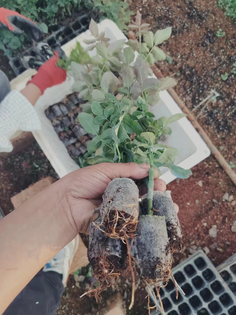 精品月季小苗玫瑰苗根苗提供技术支持成活率高