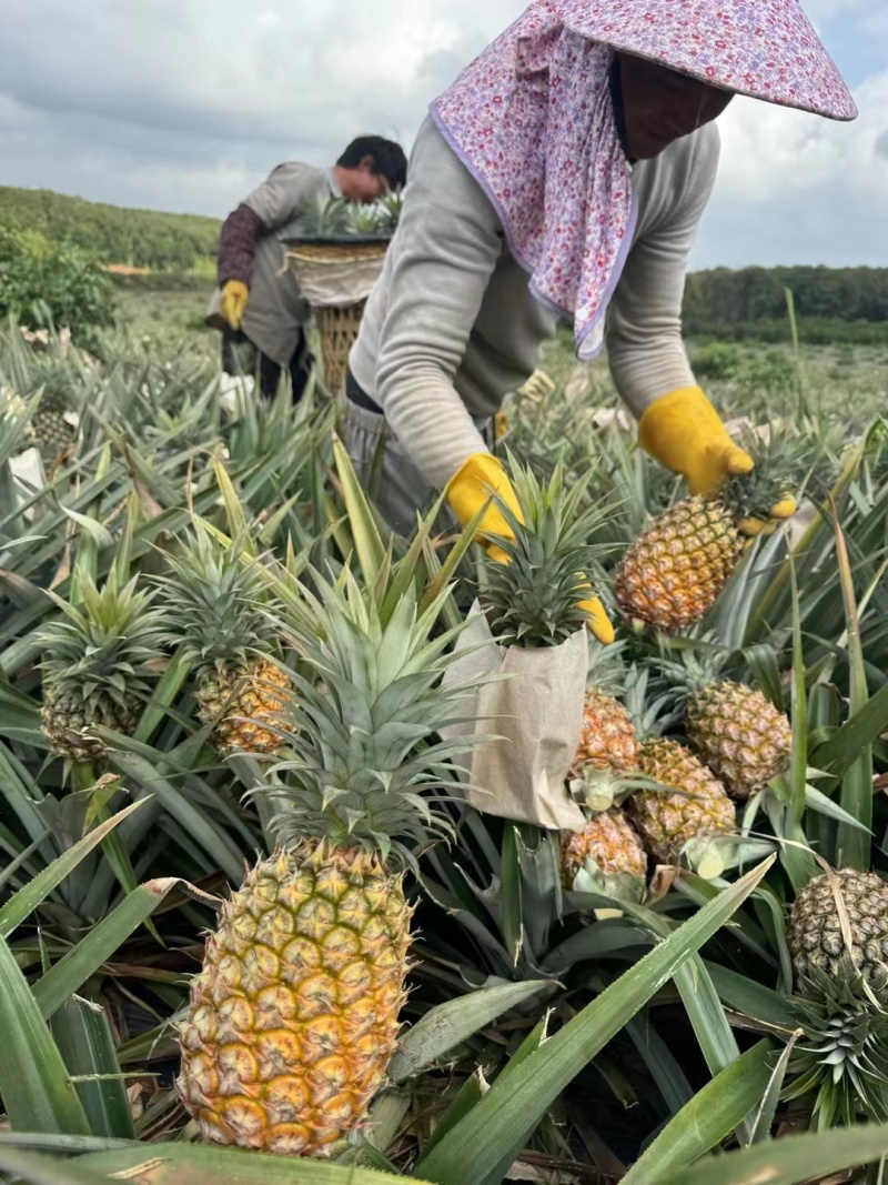 【实力推荐】金钻凤梨海南凤梨一条龙供应全国现货充足