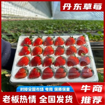 丹东草莓东港久久草莓包邮坏果包赔网红电商一件发货