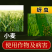 5%联苯噻虫嗪蚜虫蓟马飞虱粉虱刺吸害虫杀虫剂