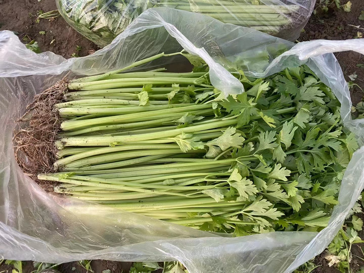 细叶香芹加工产品展示