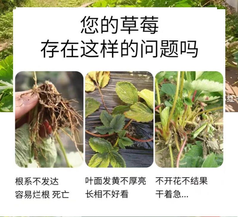 威伯草莓专用肥料高钾高钙生根壮棵膨果着色防畸防裂有机水溶