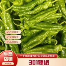 【301辣椒】河南夏邑，大棚精品鲜辣椒量大从优诚信经营。