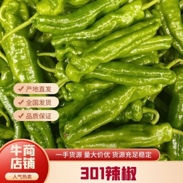 【301辣椒】河南夏邑，大棚精品鲜辣椒量大从优诚信经营。