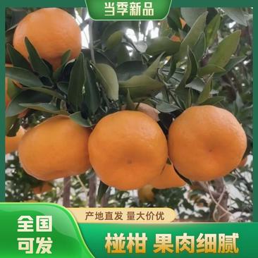 湖北宜昌椪柑大量上市中产地直发保质保量对接全国市场