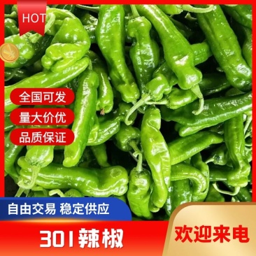 【辣椒】301辣椒河南夏邑精品大棚直发量大从优价格美丽电