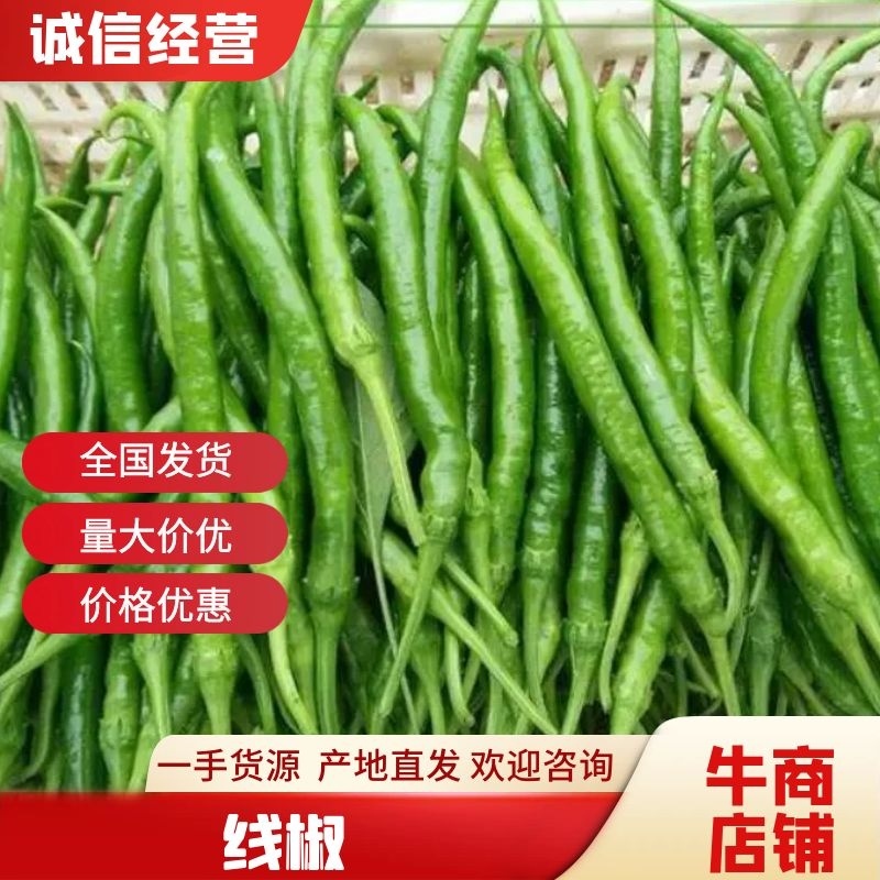 【线椒】河南省夏邑县大棚精品线椒诚信经营价格美丽质量保证